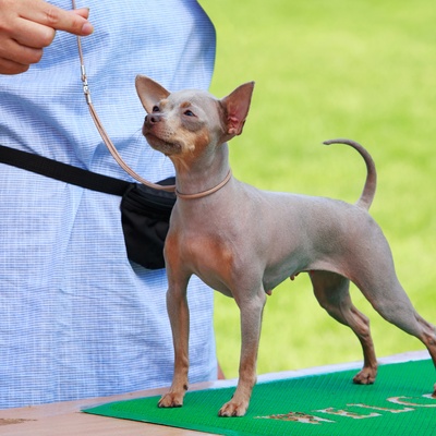 a small Peruvian Hairless Dog being trained