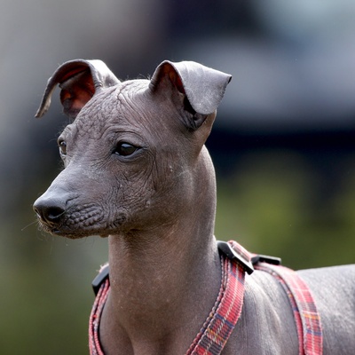 portrait of a Peruvian Hairless Dog