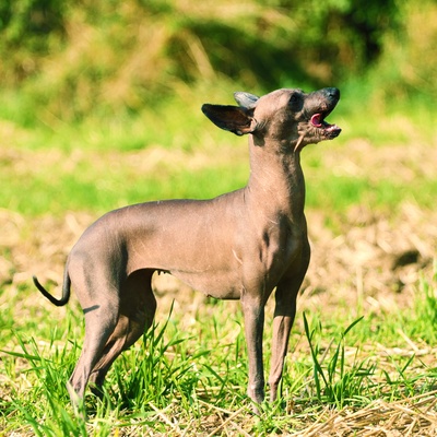 a Peruvian Hairless Dog with something in its mouth