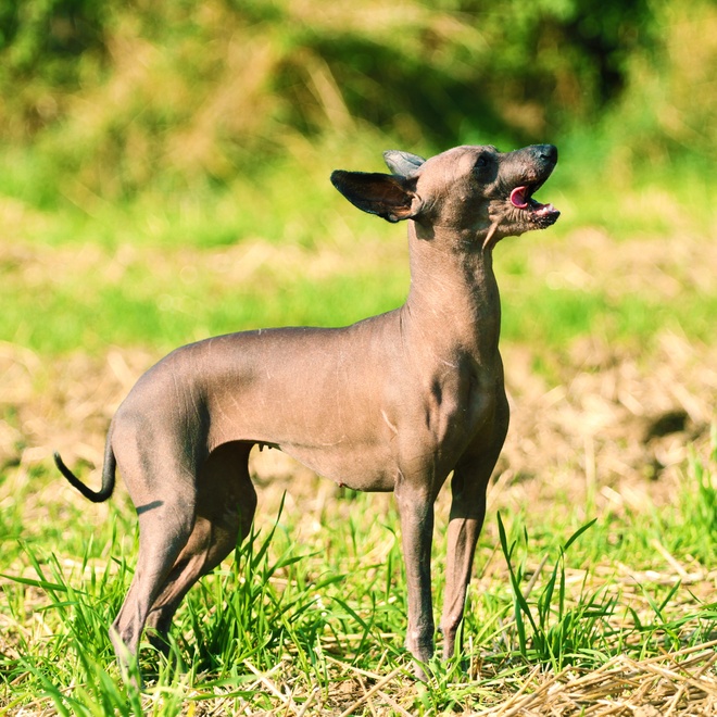 a Peruvian Hairless Dog with something in its mouth