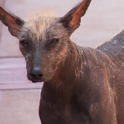 a Peruvian Hairless Dog looking