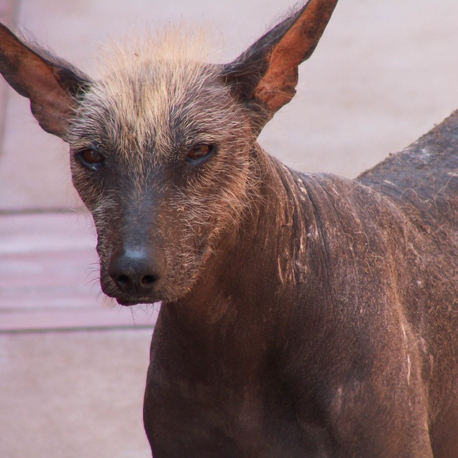 a Peruvian Hairless Dog looking