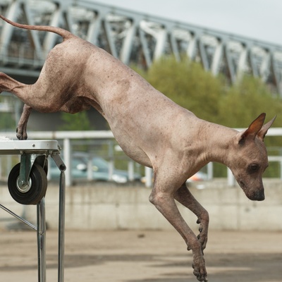 a Peruvian Hairless Dog jumping off a table