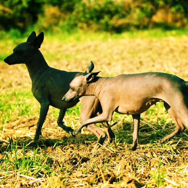 un chien nu du pérou qui marche dans 'lherbe