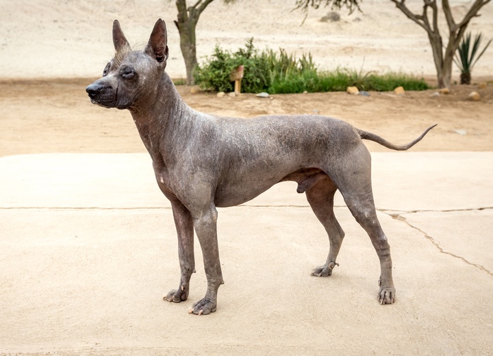 un chien nu du pérou sus ses pattes