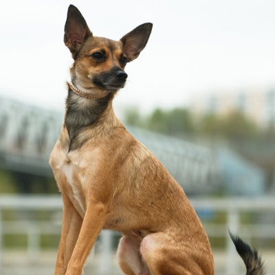 a Peruvian Hairless Dog sitting