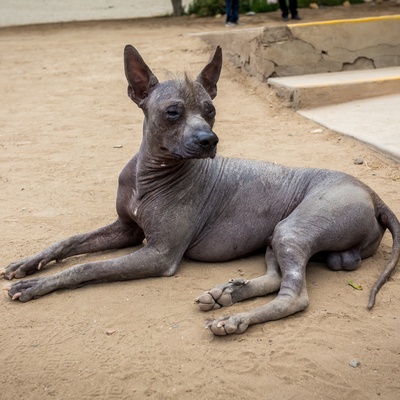 a hairless Peruvian Dog lying on the ground