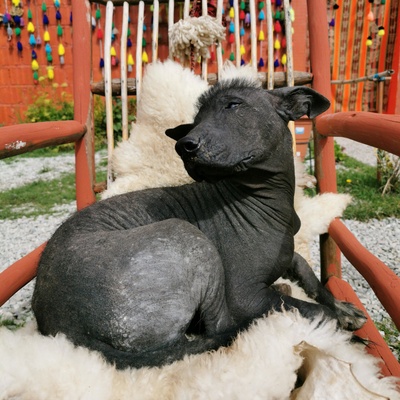 a Peruvian Hairless Dog sitting on a chair