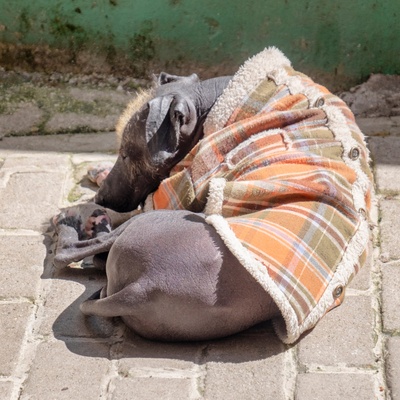 a Peruvian Hairless Dog curled up on itself