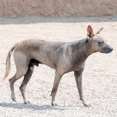 Everything about the Peruvian Hairless Dog: health, education, costs