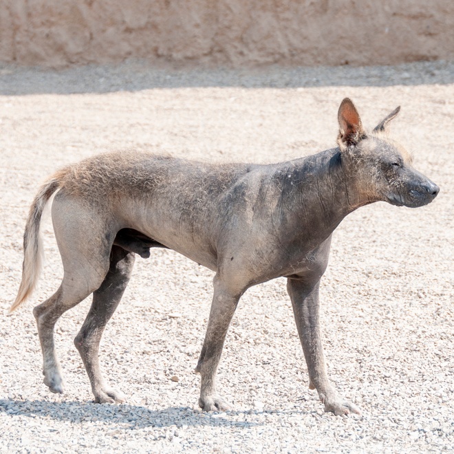 a hairless Peruvian Dog walking