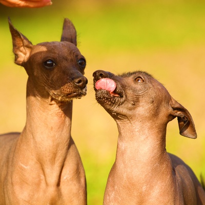 two Peruvian Hairless dogs having fun together