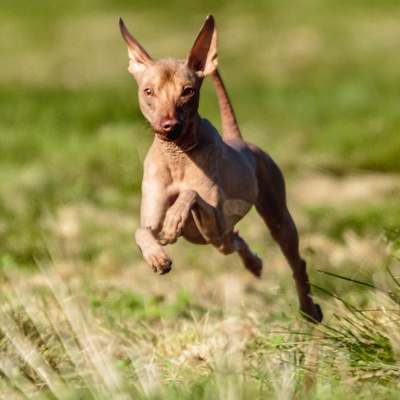 a Peruvian Hairless Dog running in the grass