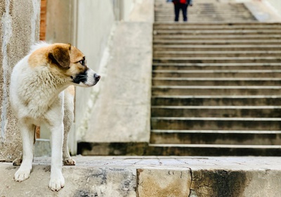 chien perdu escaliers