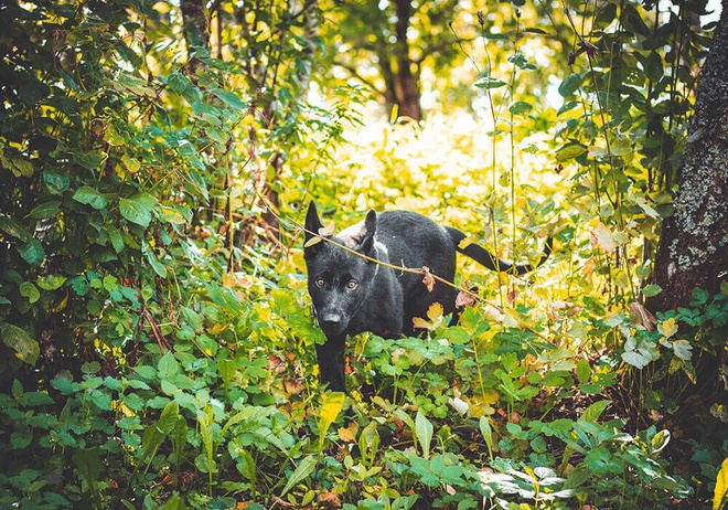 Un chien à l’affût dans les sous-bois