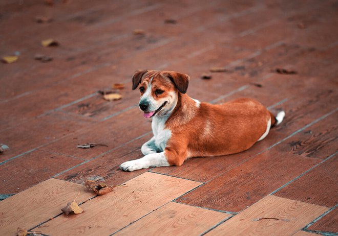 Comment retrouver un chat ou chien pucé ?