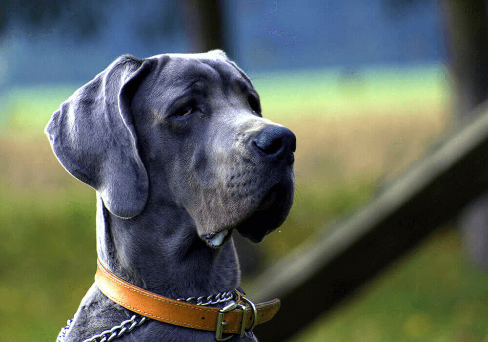 Chien Cane Corso