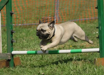 chien qui entraine