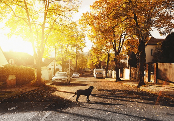 Chien seul au milieu d’une rue