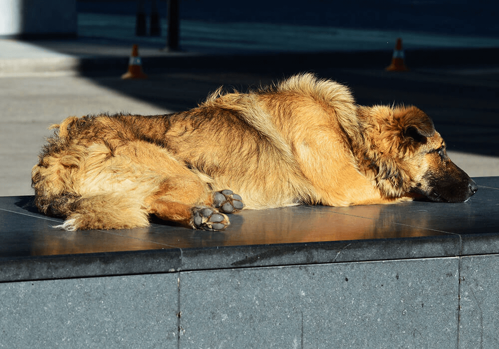 Un chien seul dans la rue dort sur un muret
