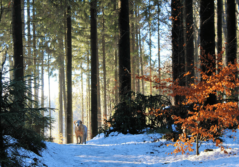 Un Labrador retriever seul dans la forêt enneigée