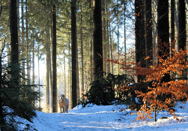 Un Labrador retriever seul dans la forêt enneigée