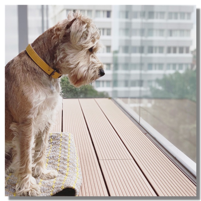 Ein Hund auf einer Terrasse
