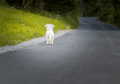 chien trouve original