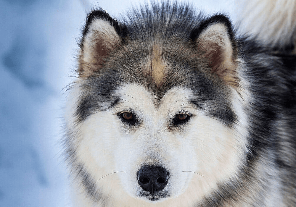 Husky de Sibérie