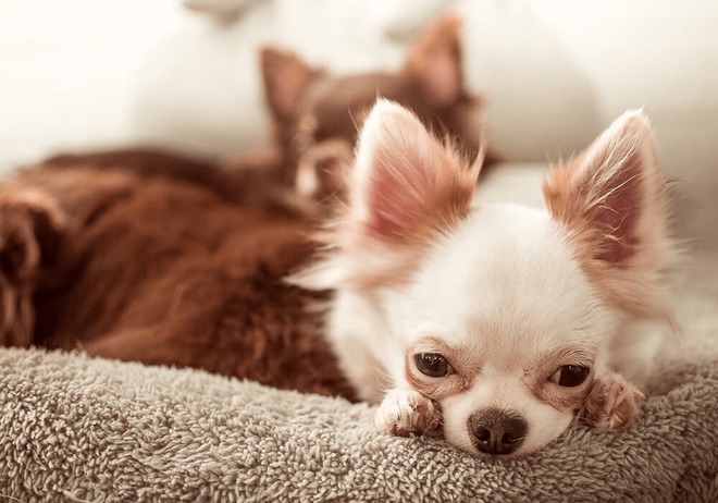 Chihuahua qui se repose