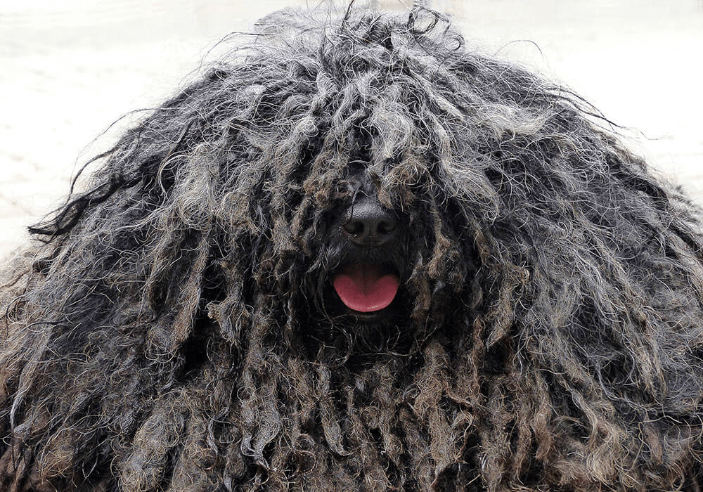 Chien Puli