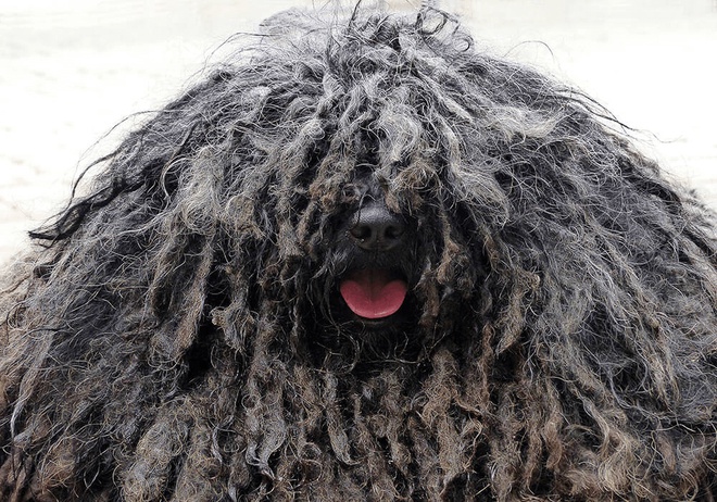 Chien Puli