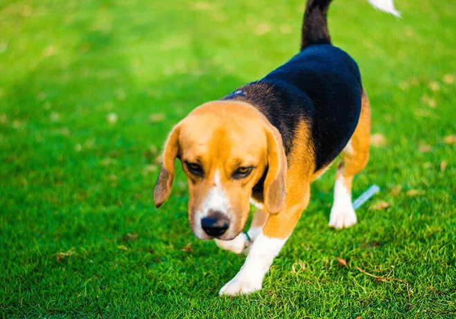 Chien Beagle