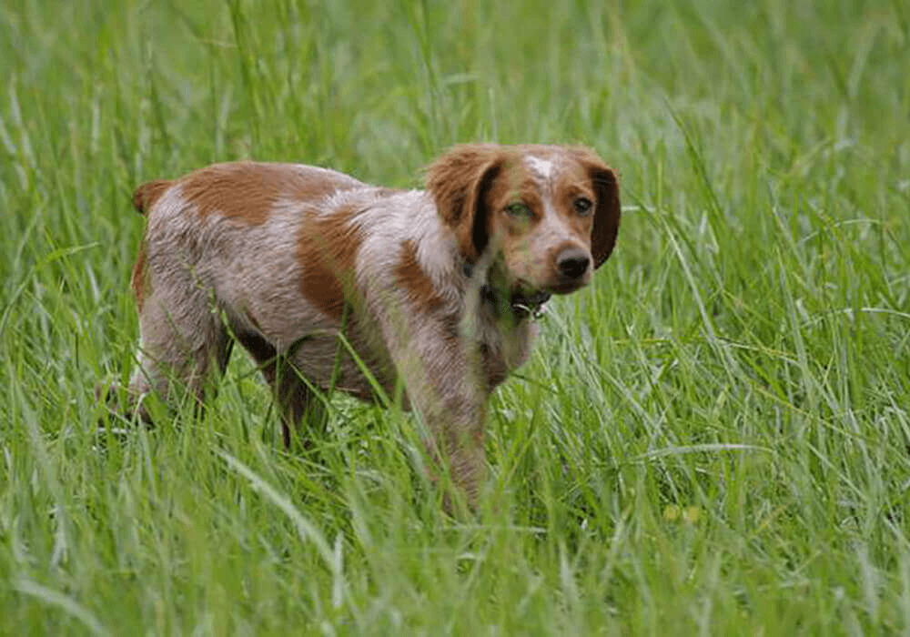 Chien Epagneul