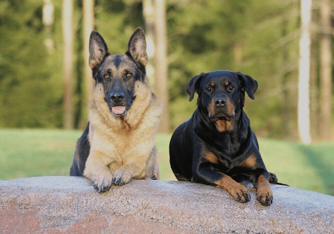 Berger allemand et berger de Beauce