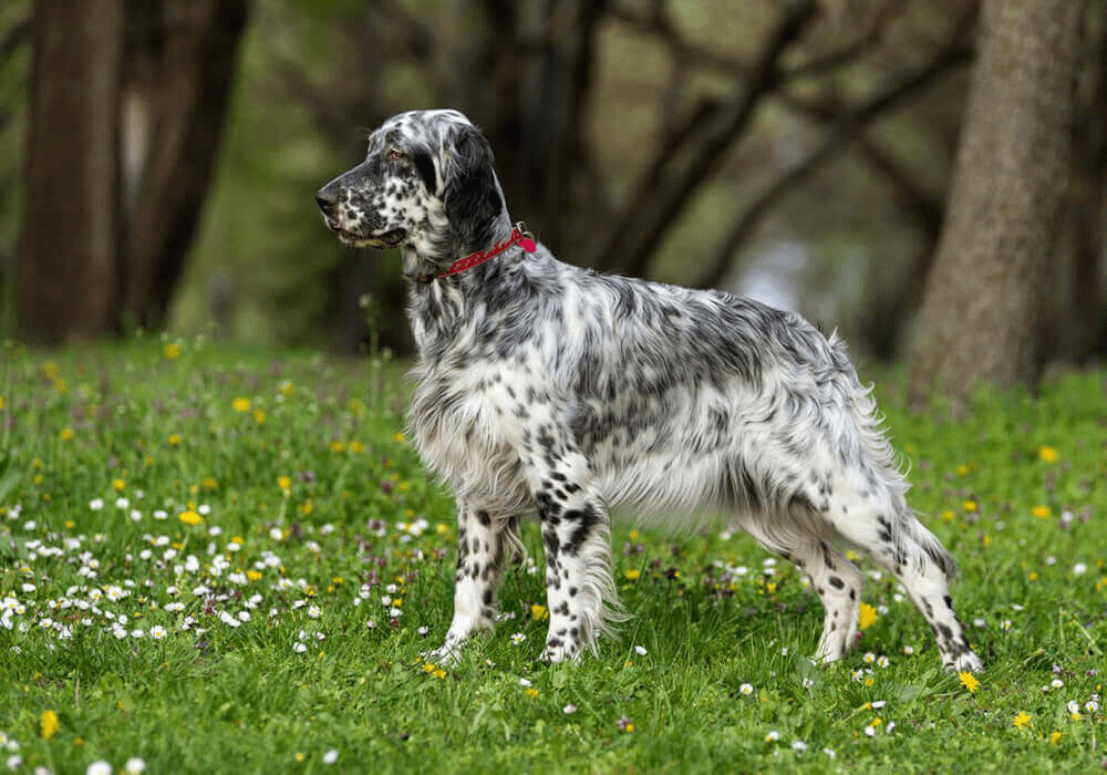 Chien Setter anglais