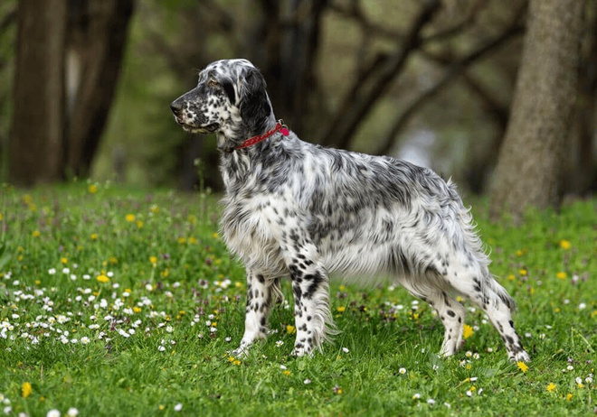 Chien Setter anglais