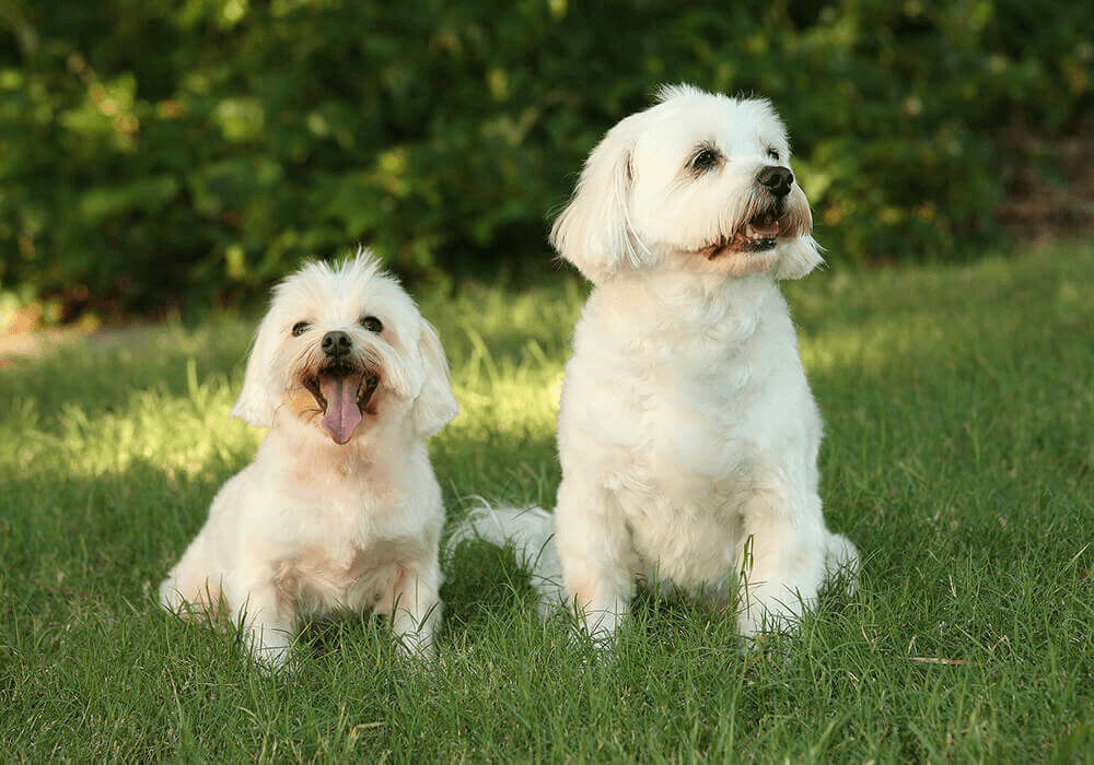 Chiens Bichon havanais