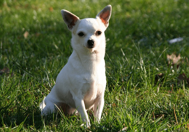 Chien Chihuahua