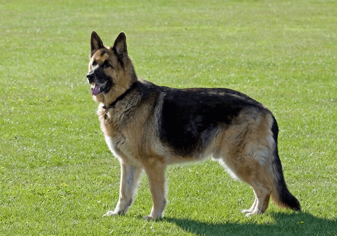 Berger allemand