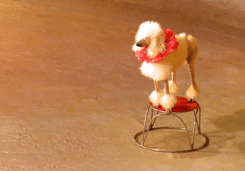 Caniche sur un tabouret de cirque