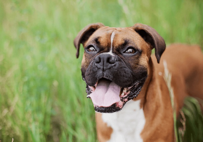 Chien boxer