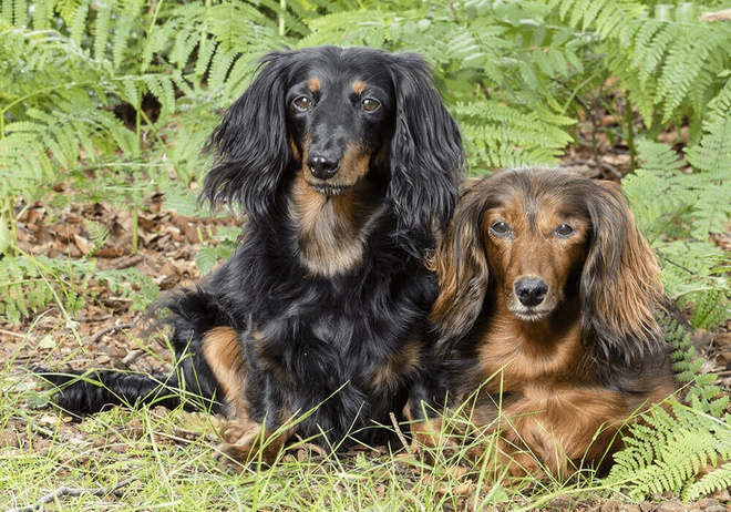 Deux chiens Teckel allongés en forêt