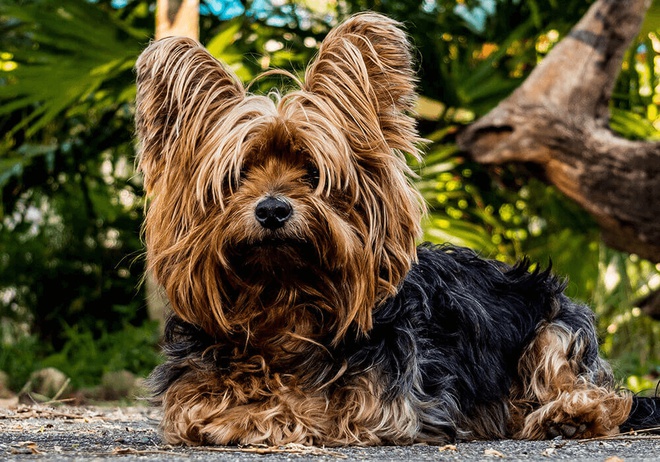 Yorkshire terrier