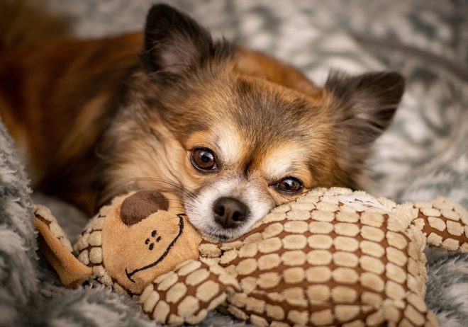 A Chihuahua with a toy.