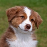 chiot berger australien