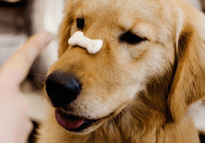 Gros plan sur un chien avec une friandise sur le museau