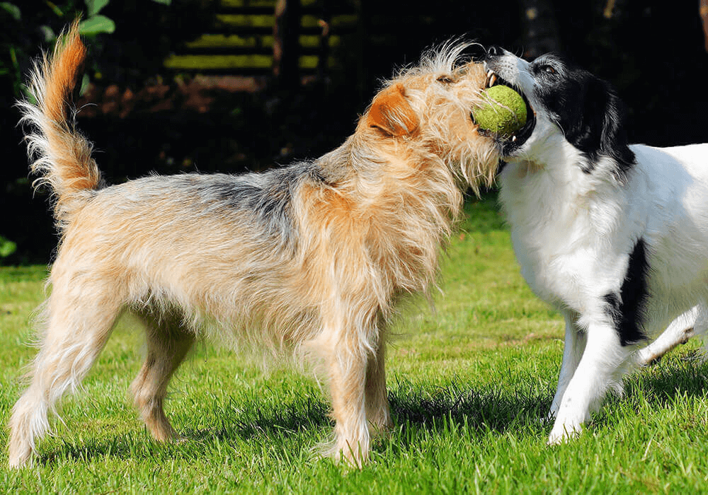 Deux chiens jouent