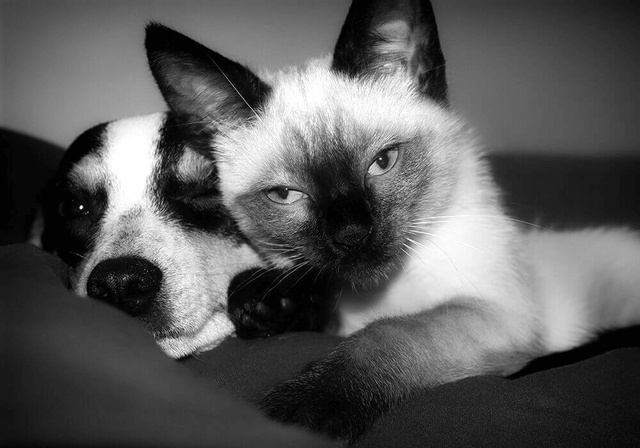 Câlin entre un chien et un chat