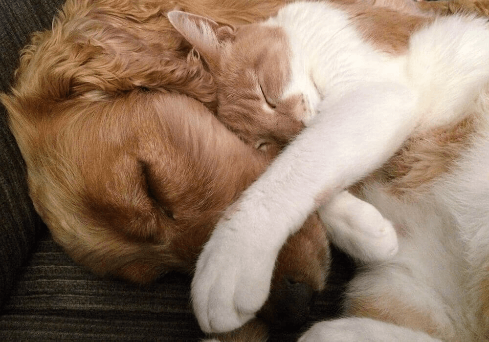 Cohabitation chien chat réussie